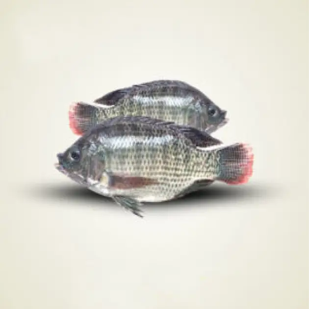 তেলাপিয়া