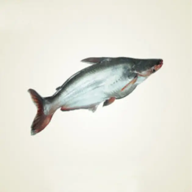 পাঙ্গাশ মাছ